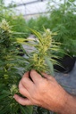 FLEUR CBD 12% -0.3THC 1gr